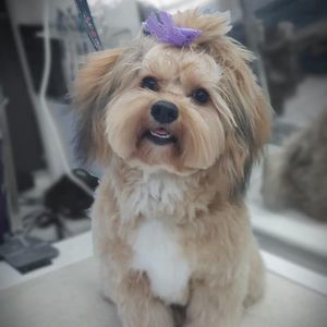 Meet your Posher, Laura